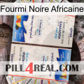 African Black Ant kamagra1